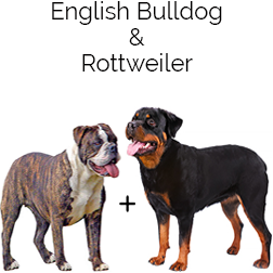 English Bullweiler Dog